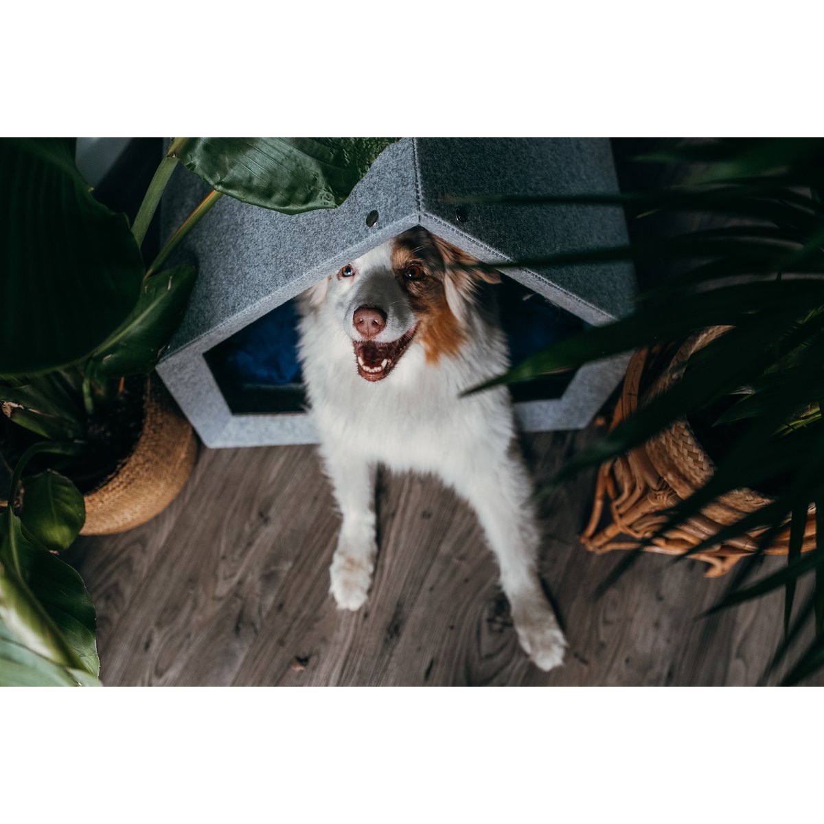 Pethome Perfekt hus til en hund og en kat - lysegrå/genanvendt