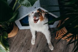 Pethome Perfektes Haus für einen Hund und eine Katze - hellgrau/recycelt