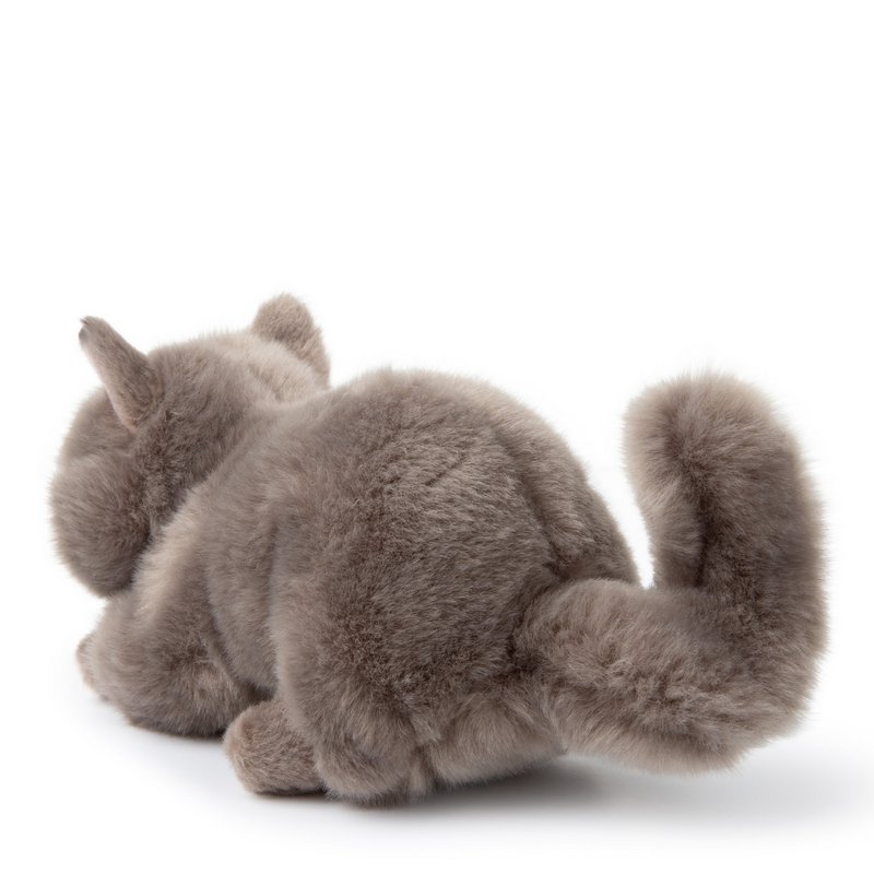 BTC - Freddy the British Shorthair in gift box - 20 cm -