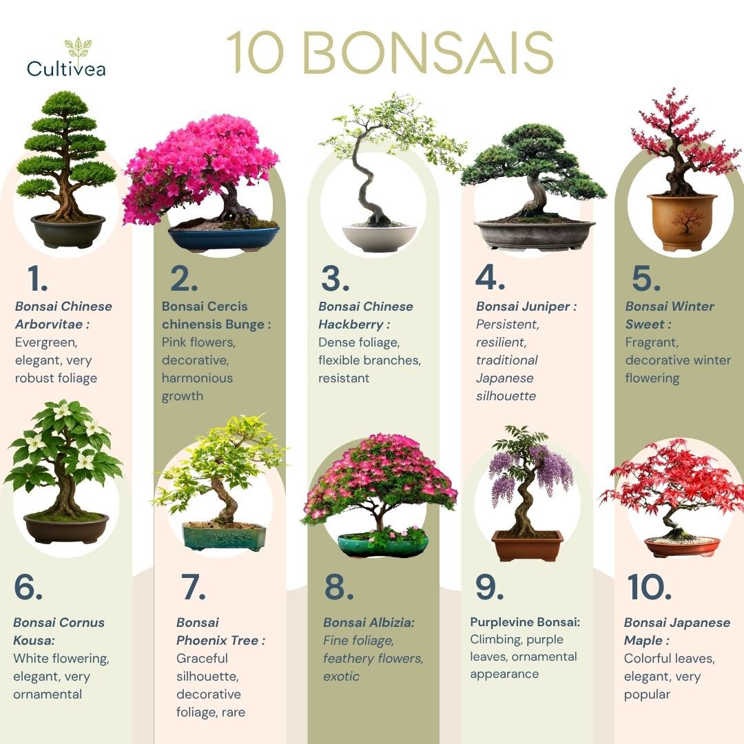 CULTIVEA® Kit of 10 Bonsai to Plant – Complete Box with Seeds, Pots, Tools & Instructions – Easy Indoor Planting Kit – Gardening Gift Idea | Made In France