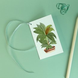 Gift Tag Mix x8 Pack - Botanical Vintage