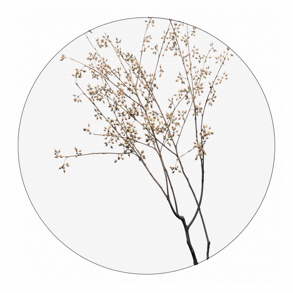 Wall circle dry plants