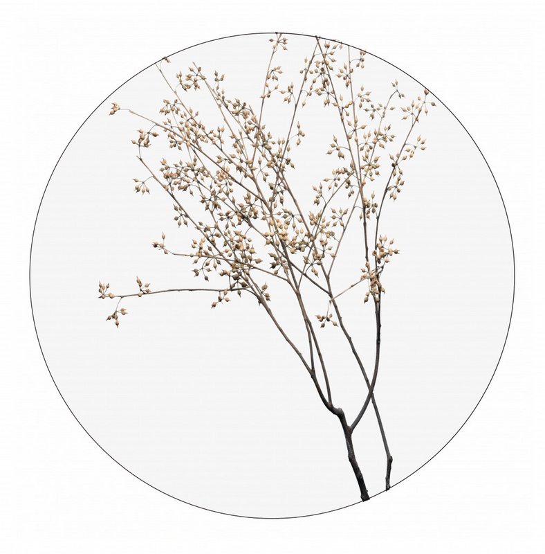 Wall circle dry plants
