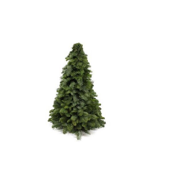 Nobilis Christmas tree - ↕50cm