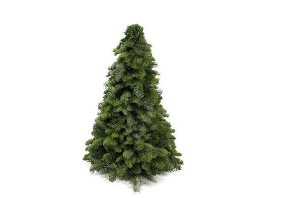 Nobilis juletræ - ↕50cm
