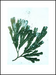 Wodorosty morskie zielone 50x70 cm