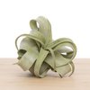 Tillandsia Streptophylla medium