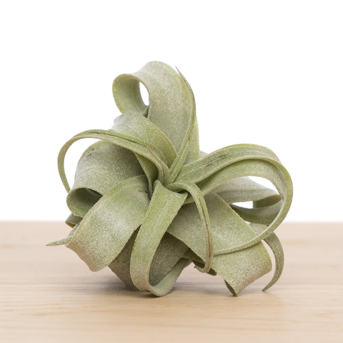 Tillandsia Streptophylla media