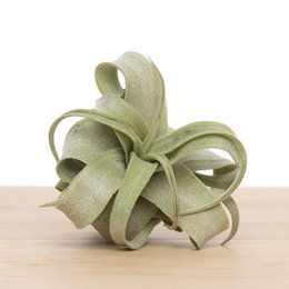 Tillandsia Streptophylla media