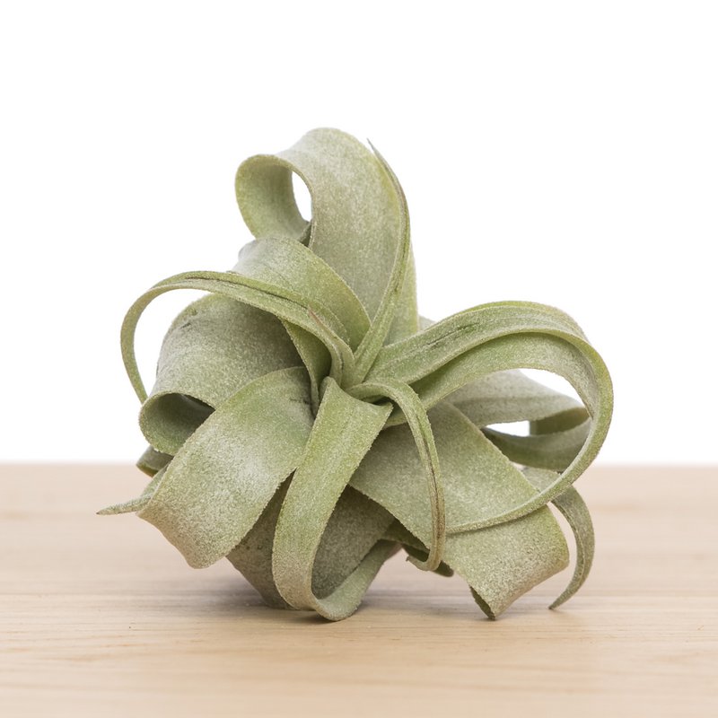 Tillandsia Streptophylla media