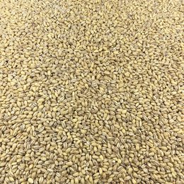 Organic Barley in Bulk