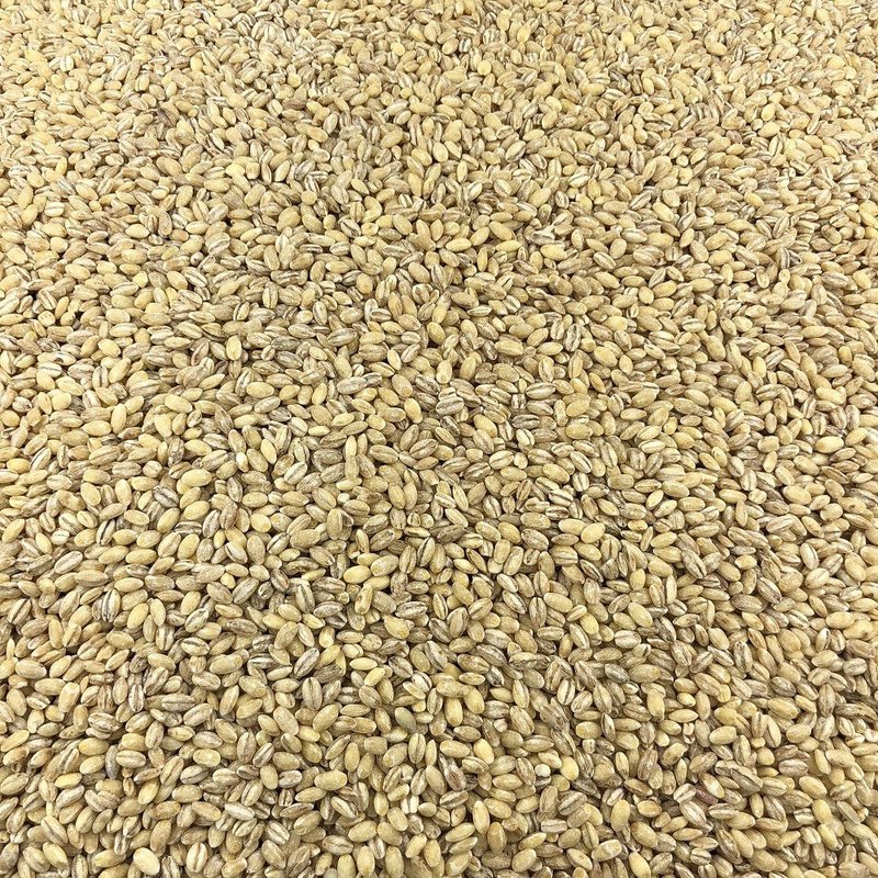 Organic Barley in Bulk