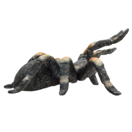 A large, hairy spider with black, orange, and white striped legs. The spider has a round, fuzzy body and long, spindly legs.