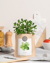 Grow Bag Peppermint