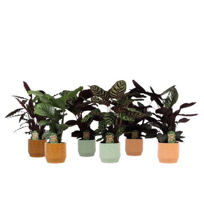 Kolorowy Mix Romantyczny w ceramice Sanne s.17