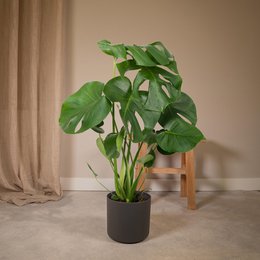 Monstera Deliciosa - Hole plant - Ø17cm - ↕55cm
