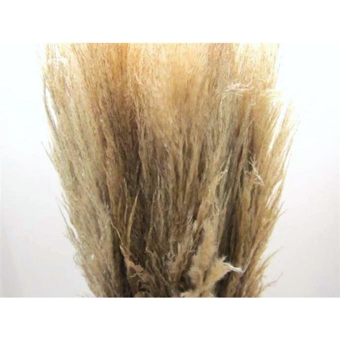 Cortaderia pampagras gedroogd, ca. 100cm, naturel beige