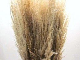 Cortaderia hierba de la pampa seca, unos 100cm, beige natural