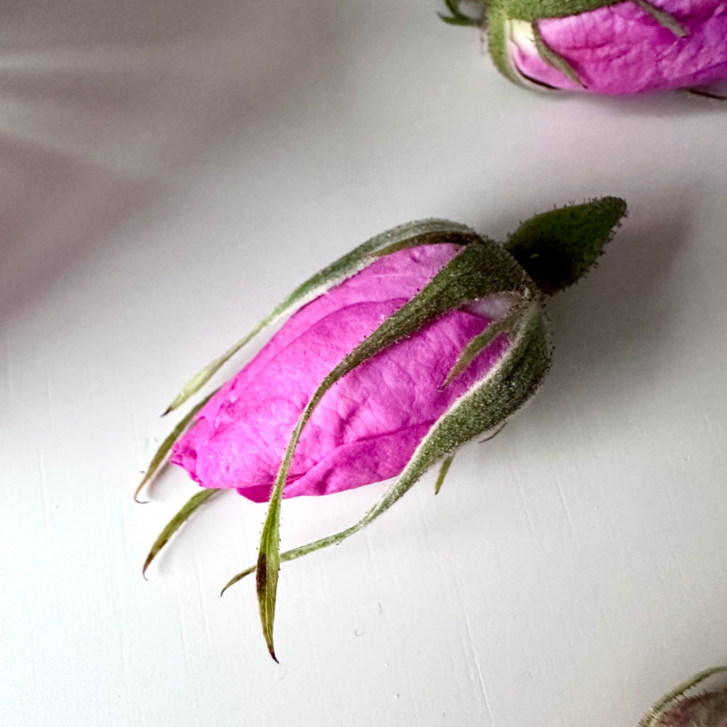 AUTHENTIC ROSA DAMASCENA FRAGRANCE | NATURAL SCENTED MINI CANDLE