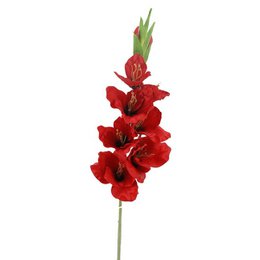 Gladiolox9 Saten Rojo 75 cm(38)