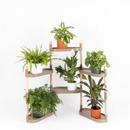 Plant shelves 6 trays
