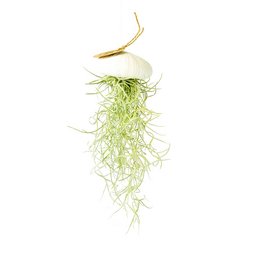A hanging air plant in a white sea urchin-shaped container. The air plant has long, green, wispy leaves that cascade down from the container.