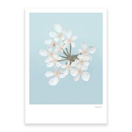 CowPrezzemolo 01, cartolina
