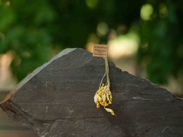 FLOR DE COUCOU 16 TIGOS