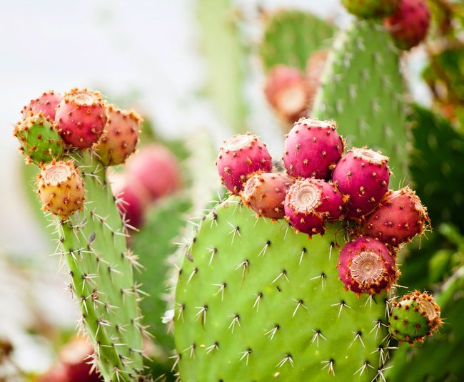 ALL YOU NEED! Anti wrinkle Face Cream 100% organic, prickly pear seed oil