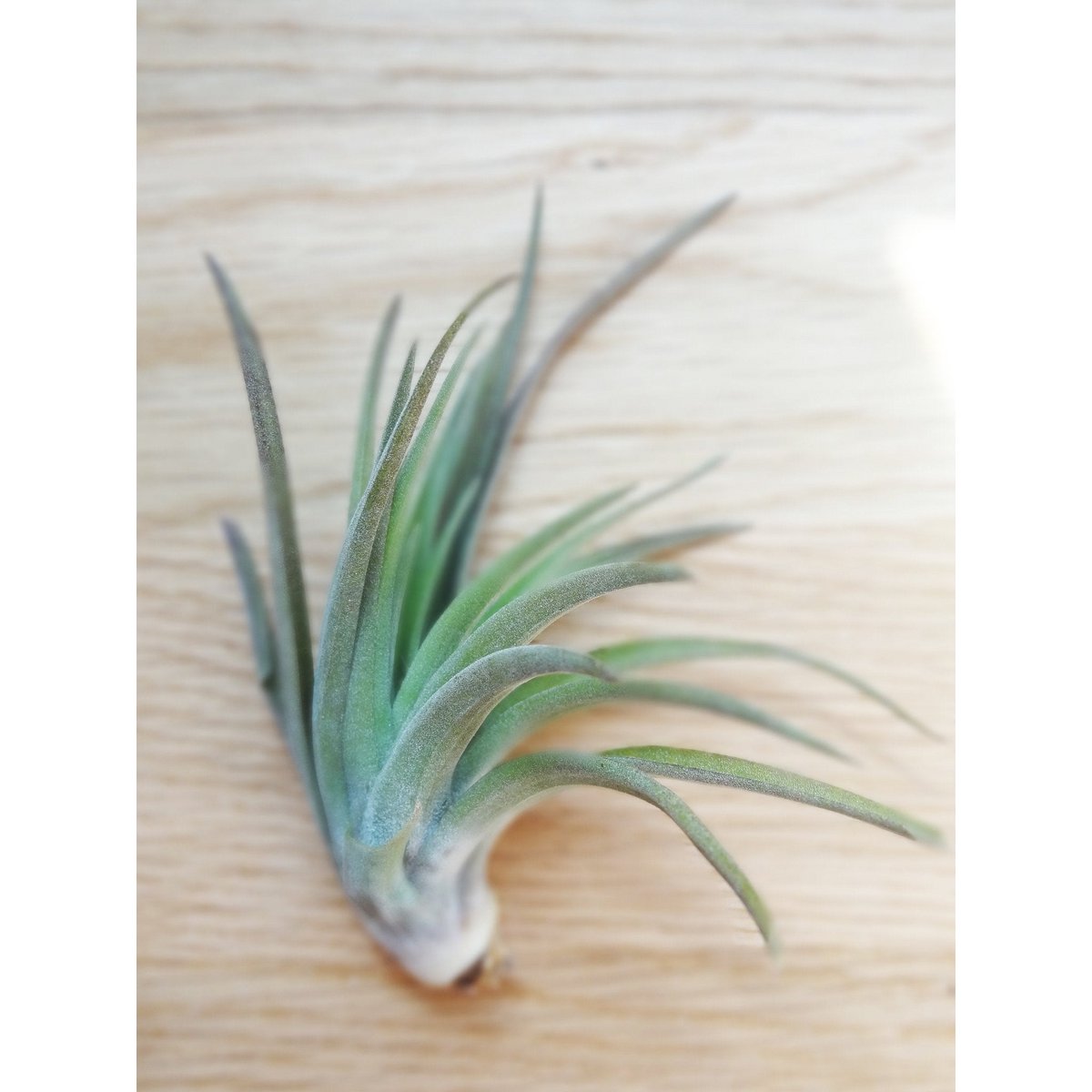 Tillandsia Abdita