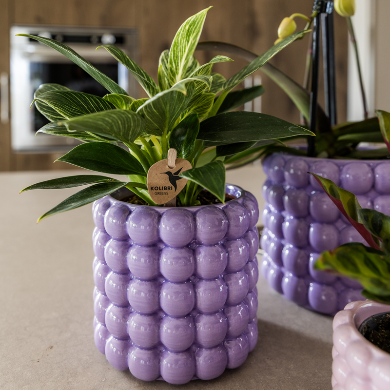 Kolibri Home | Poppy Sierpot - Purple - Ø9cm