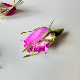 AUTHENTIC ROSA DAMASCENA FRAGRANCE | NATURAL SCENTED MINI CANDLE