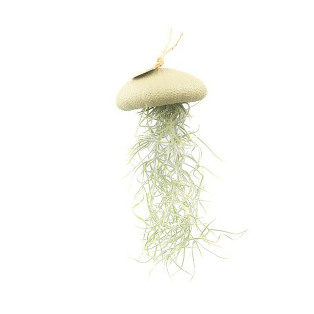 Pianta aerea a sospensione-sea-sea con tillandsia-light-large