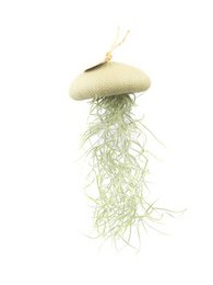 A large, light green air plant hanger in the shape of a sea urchin with tillandsia.