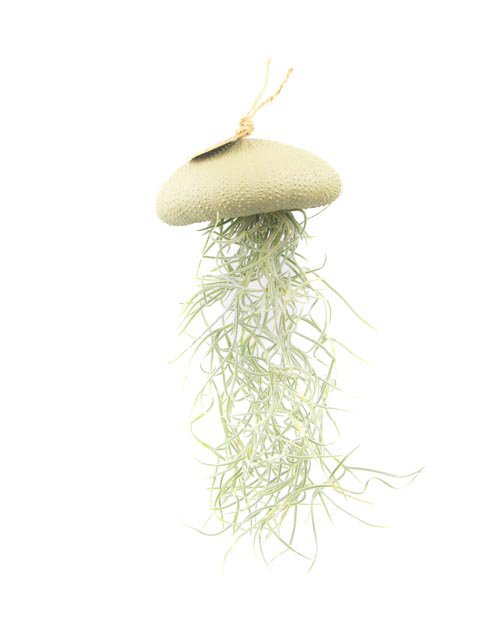 Pianta aerea a sospensione-sea-sea con tillandsia-light-large