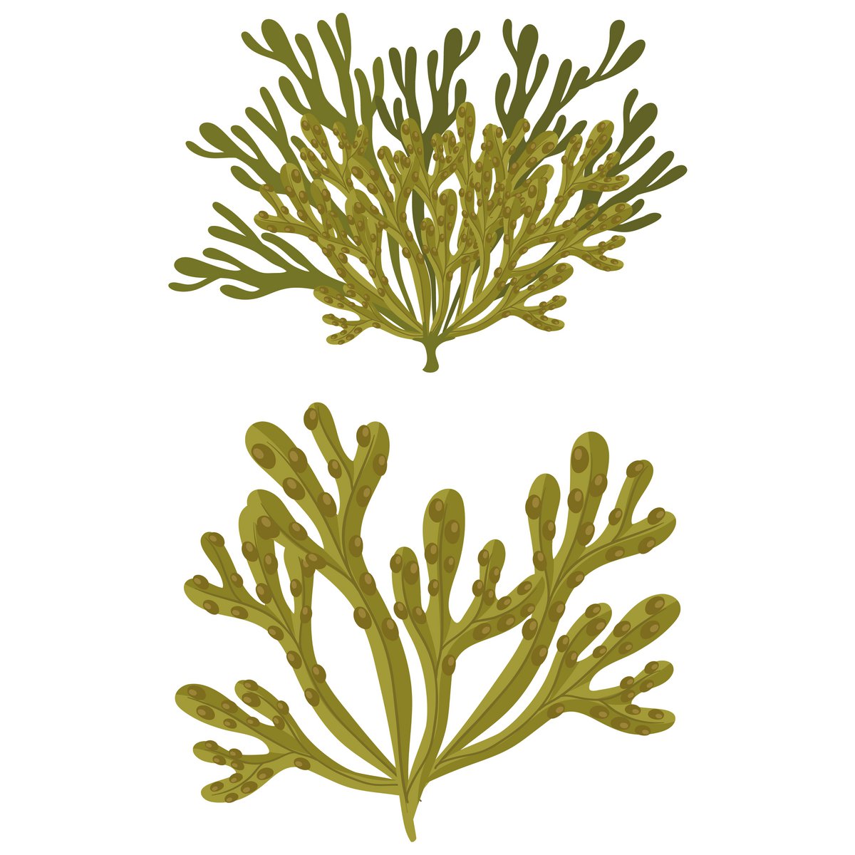 Organisk certificeret solid sæbe - Cedarwood med blærewrack 90g