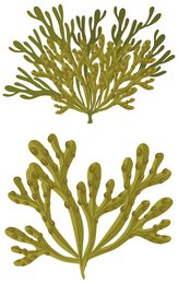 Organisk certificeret solid sæbe - Cedarwood med blærewrack 90g