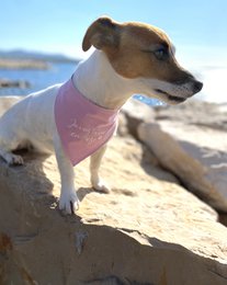 Bandana reversibile "la vie en rose" liberty/rosa