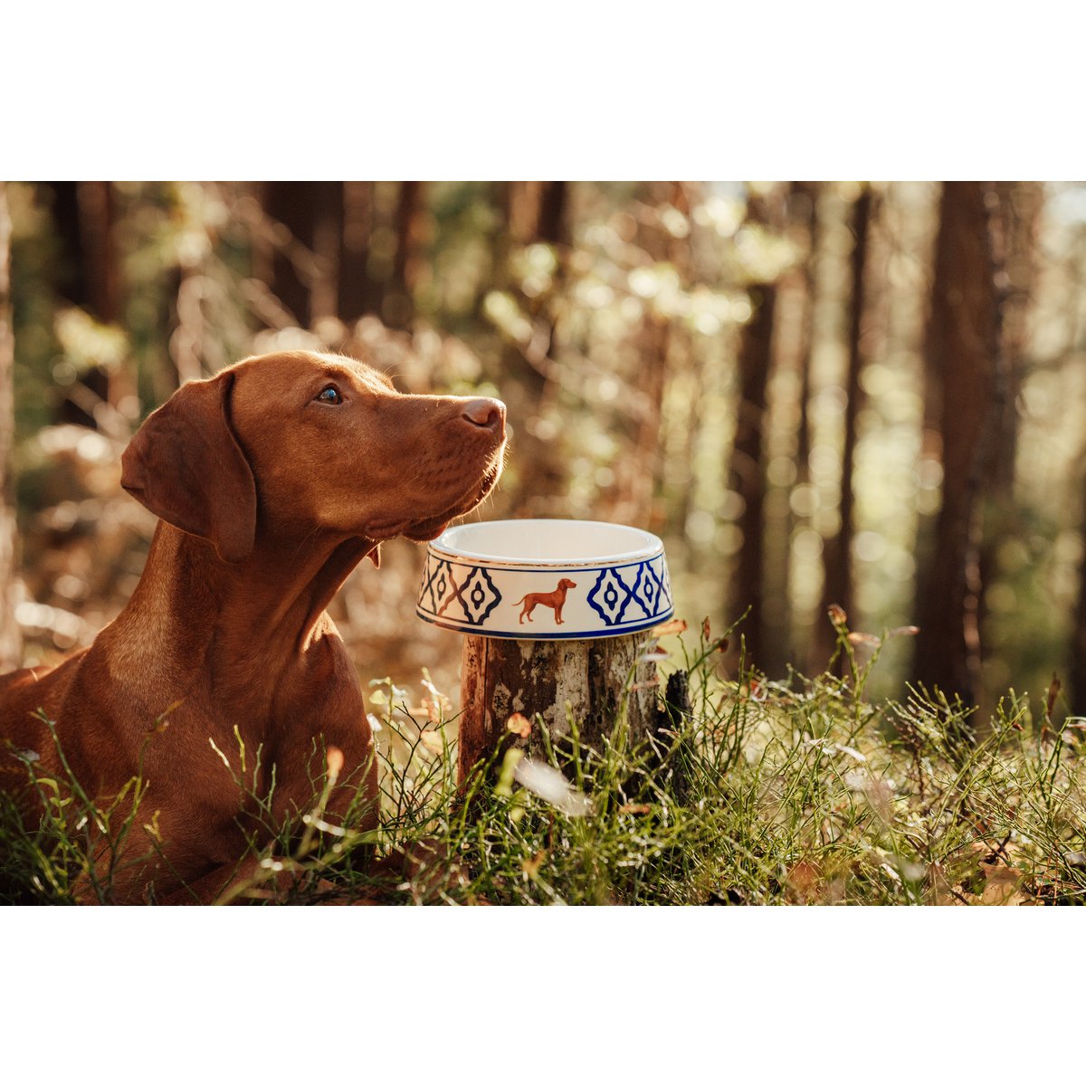 Hundenapf, Dog Bowl Model Vizsla