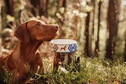 Hundenapf, Dog Bowl Model Vizsla