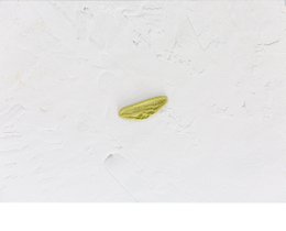 Spinaci Foglie Ulivo Pasta In Confezione EcoFriendly-8kg
