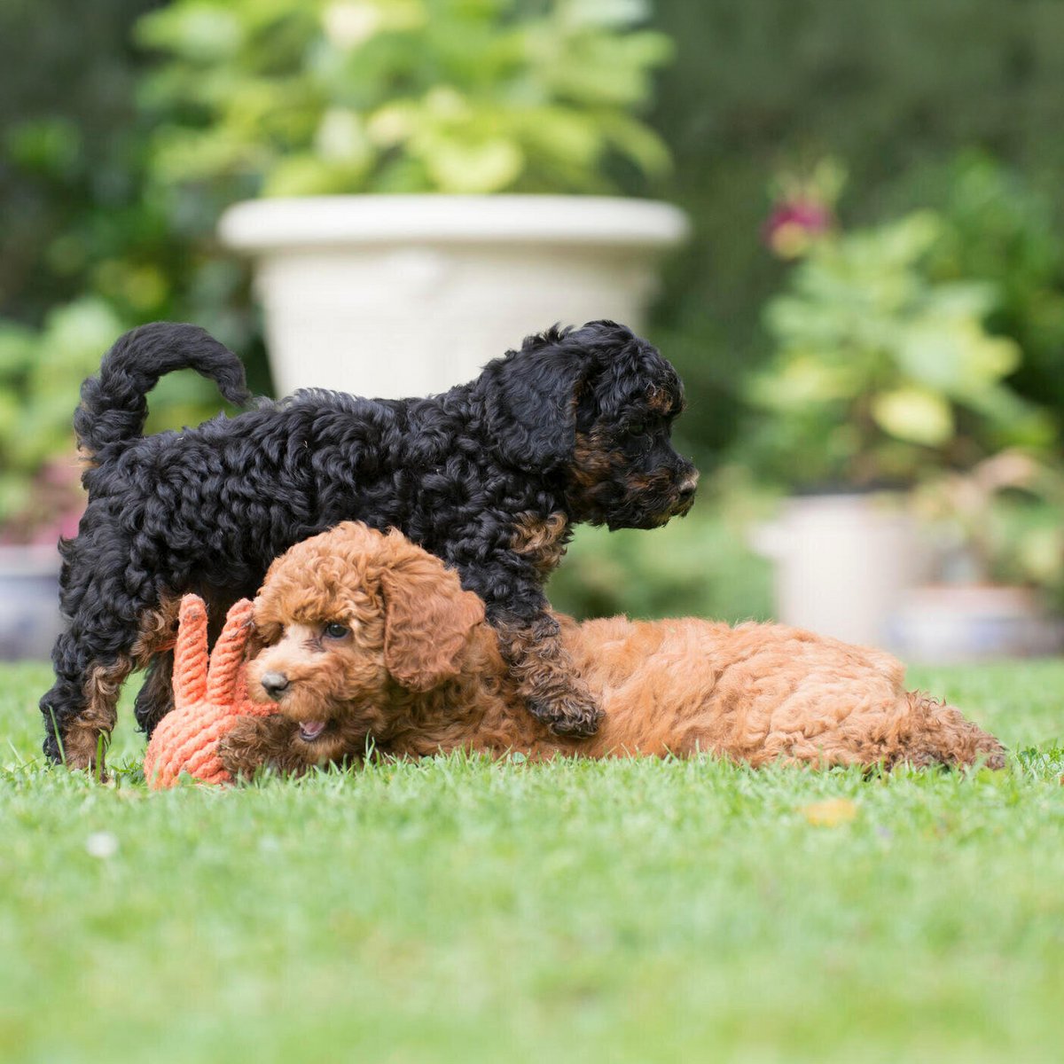 Octo Inktvis - cultspeelgoed voor honden