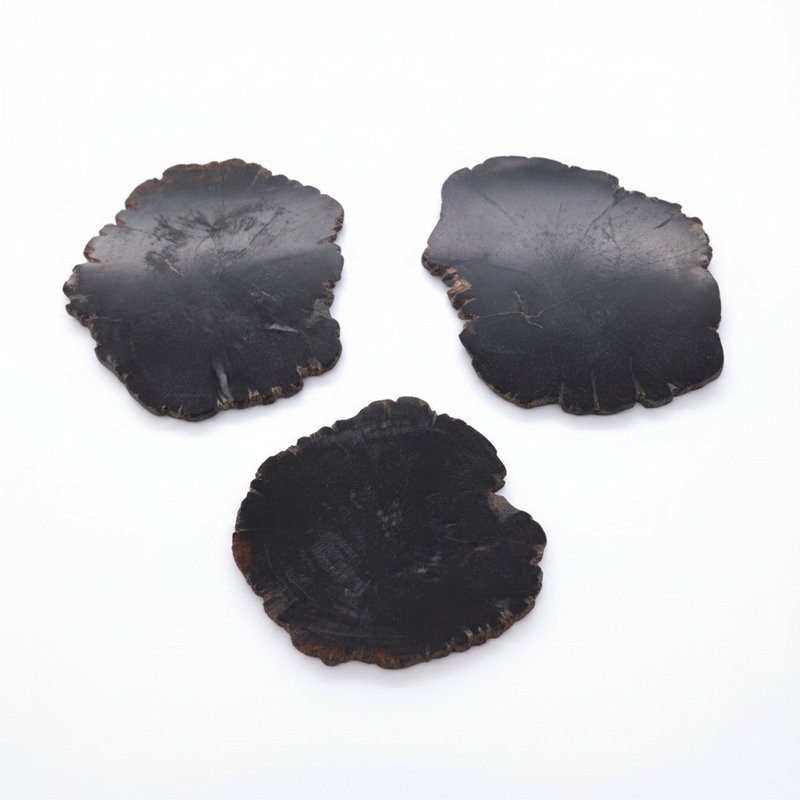 Organic Petrified Wood Coaster
