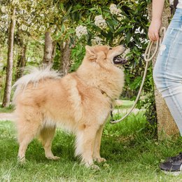 Ne & No® Touline for dogs - 120/170 cm