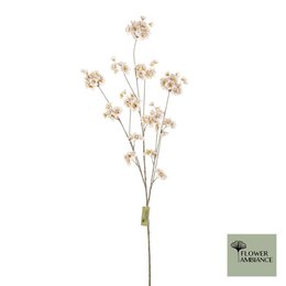 Prunus malaga cappuccino 126cm