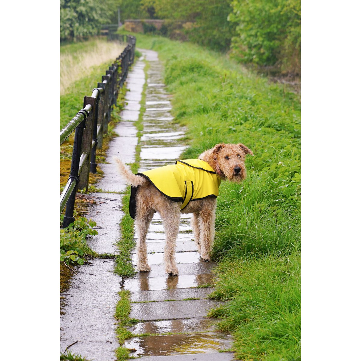 Green Dog Coat