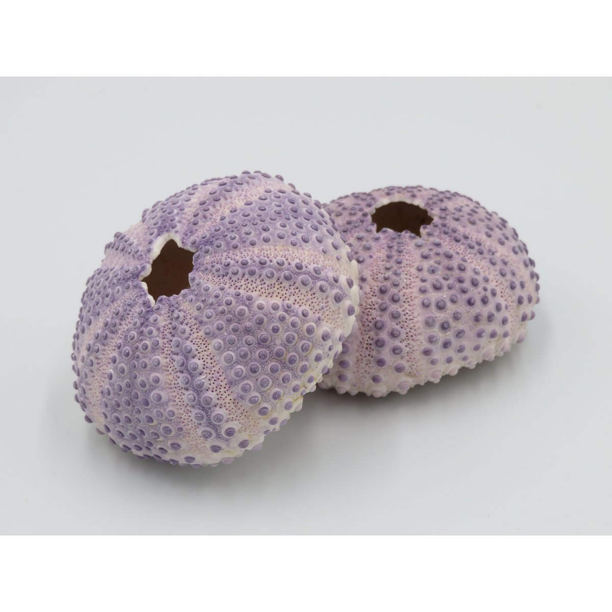 Sea urchin house - Bulu Babi Purple