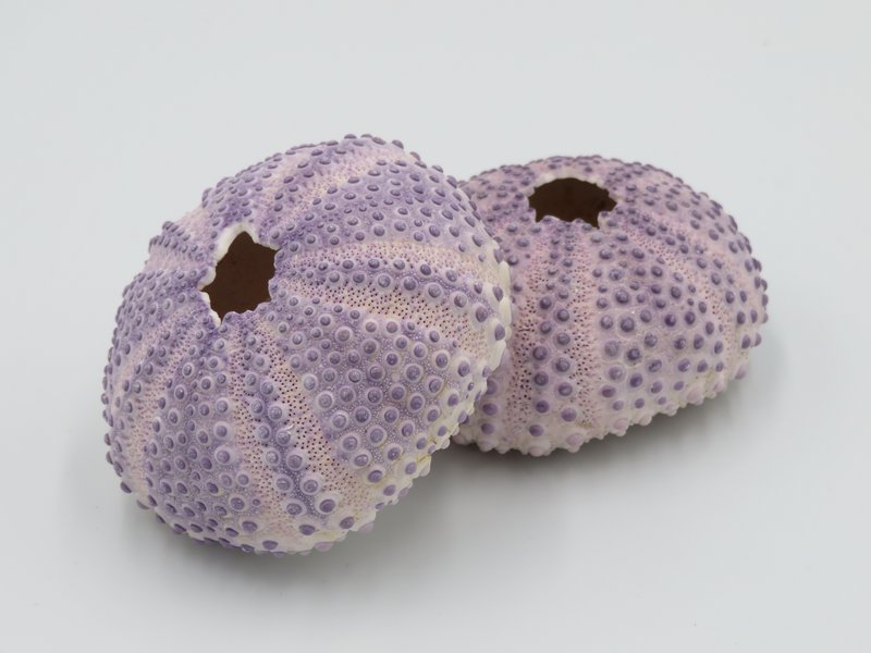 Sea urchin house - Bulu Babi Purple
