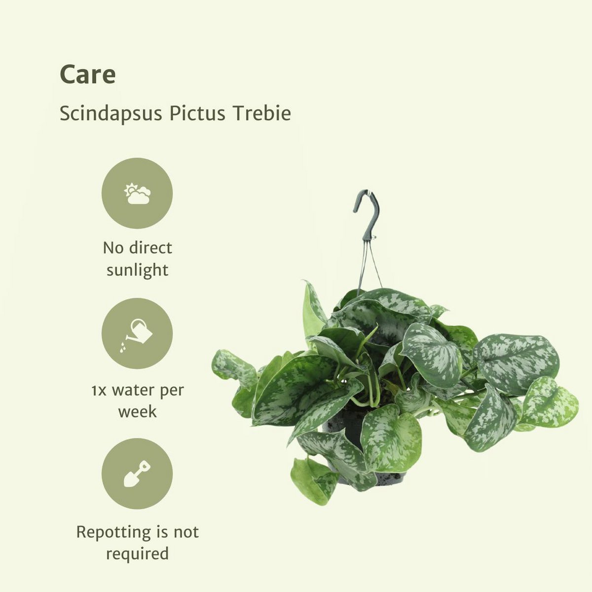2X SCINDAPSUS picture Trebie - Epipremnum - 25cm - ø15