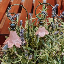 Campanula + bastone